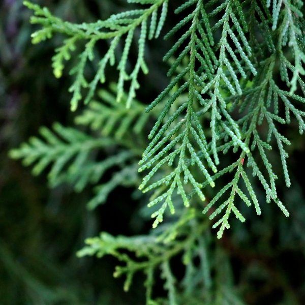 Sypressblad